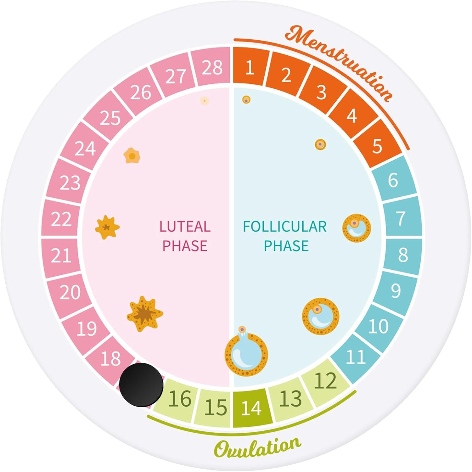 Xuhal Fridge Tracker: Compared, Tested, Fridge Insight for Women… Simplicity Wins